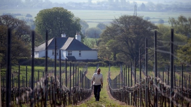 Die englische Weinrevolution!